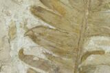 Fossil Cycad (Pterozamites) Flora Plate - Rajmahal Hills, India #133633-1